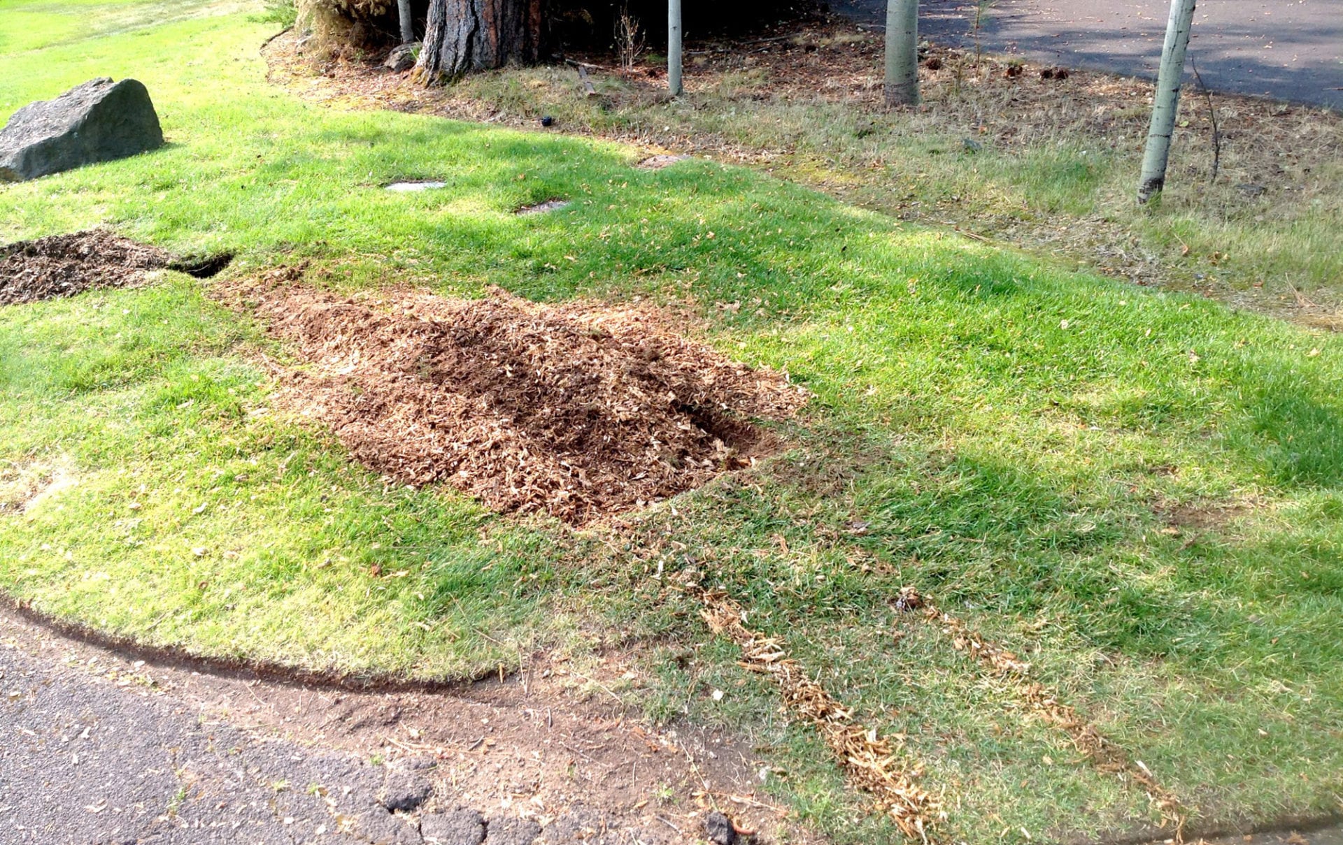 tree-pruning-and-removal-bend-or