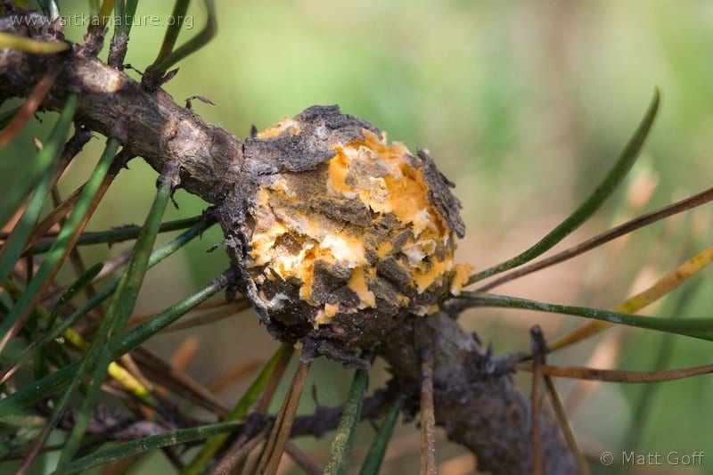 gall rust