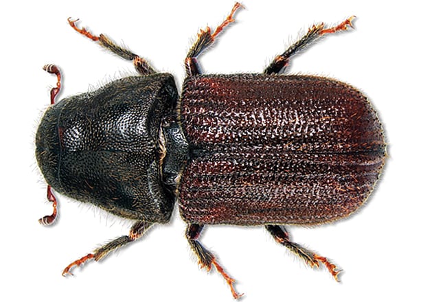 mountain pine beetle